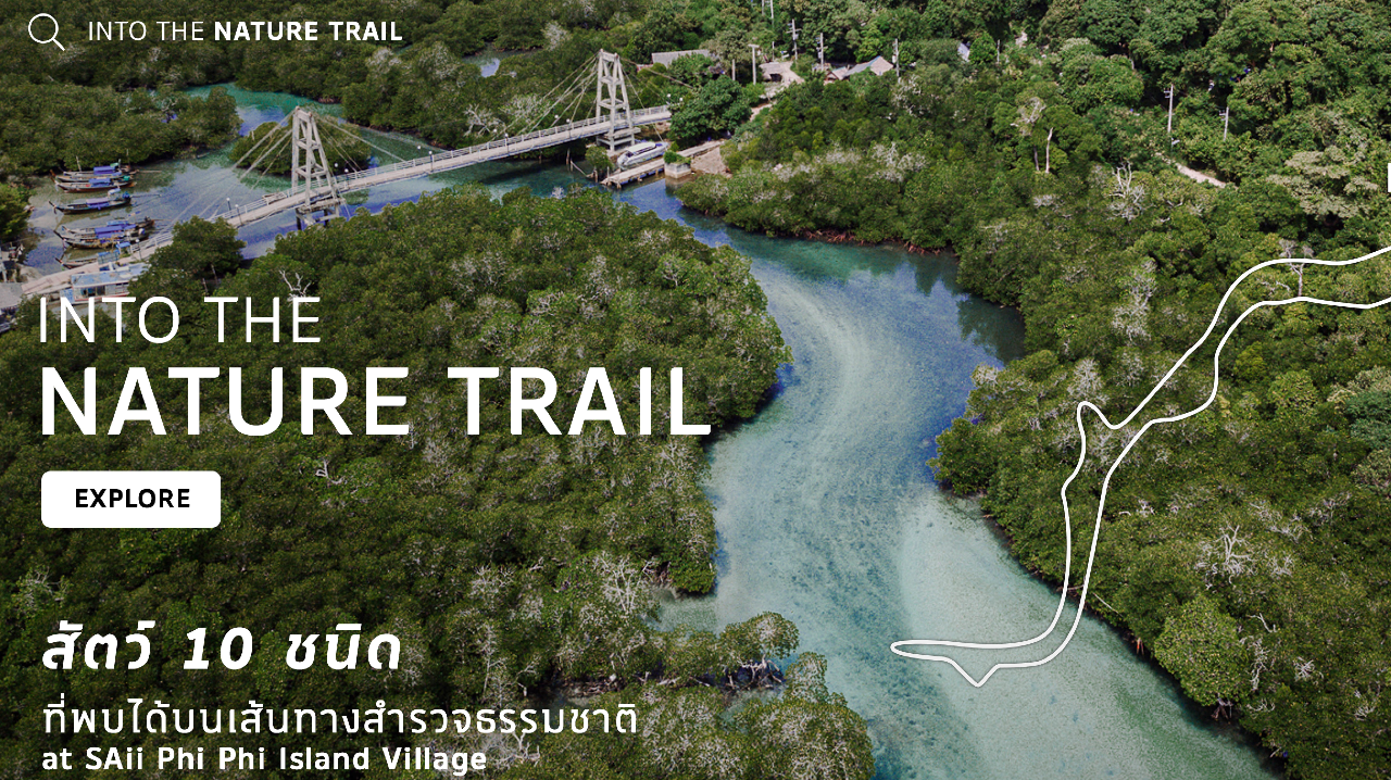 Into the Nature Trail สัตว์ 10 ชนิดที่พบได้บนเส้นทางสำรวจธรรมชาติ at SAii Phi Phi Island Village