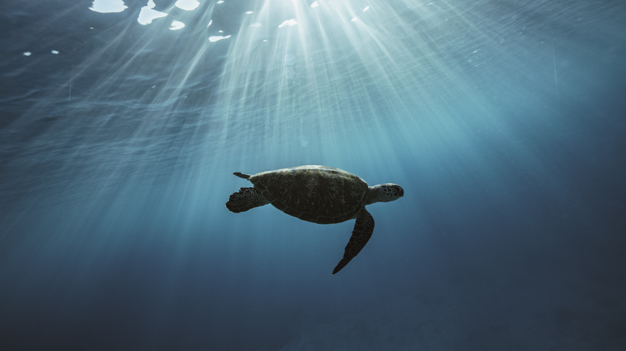 Let's Explore the 5 Wonders of the Underwater World