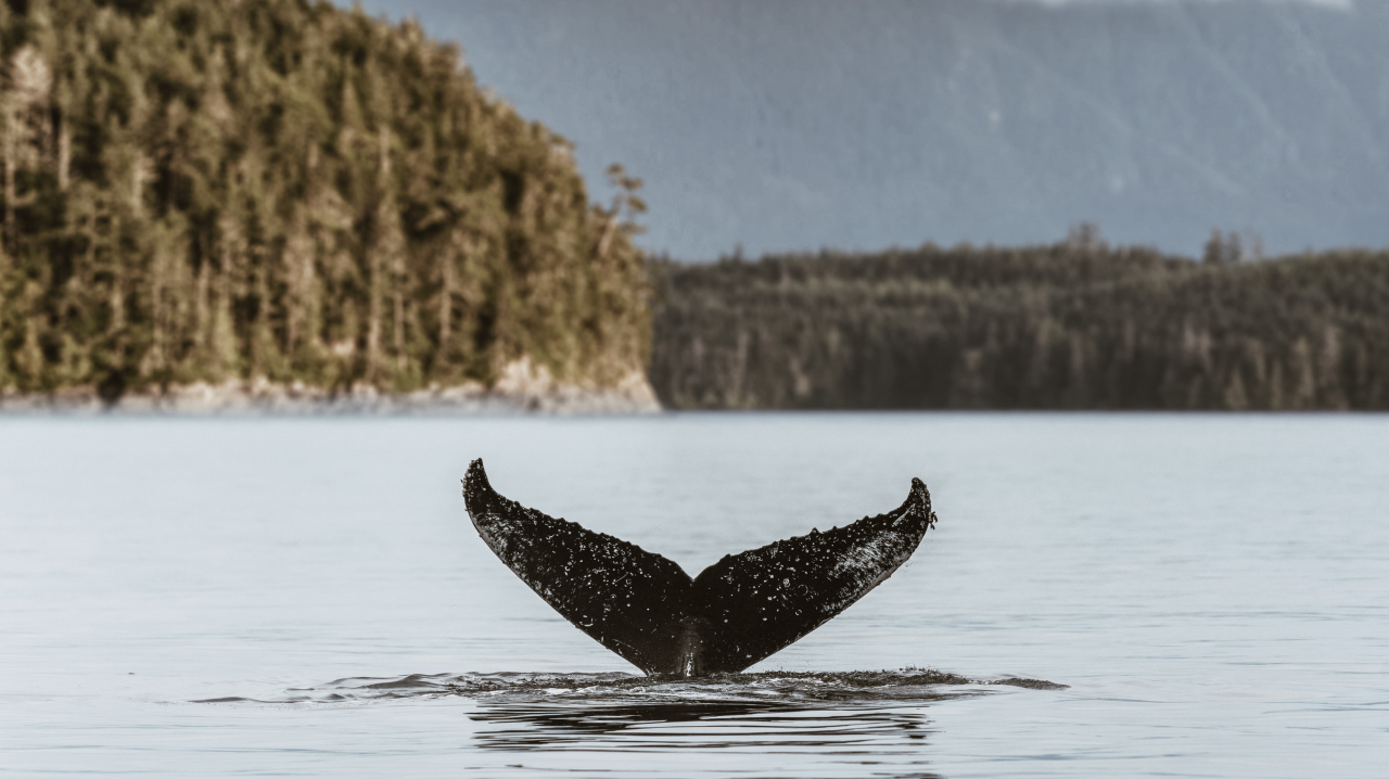 Let's Explore the 5 Wonders of the Underwater World