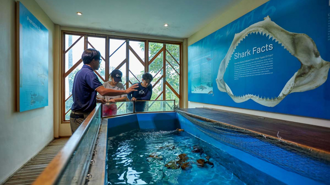 Singha Estate Collaborates with Phuket Marine Biological Center to Run Sustainable Bamboo Shark Conservation Project at Marine Discovery Centre in Phi Phi Islands